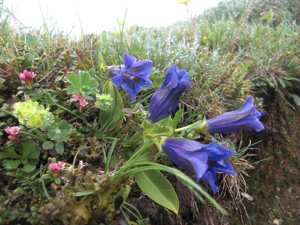 Ruhige Wohnung Mit Schoenem Eigengarten In Seeboden Am Millstaettersee Extérieur photo