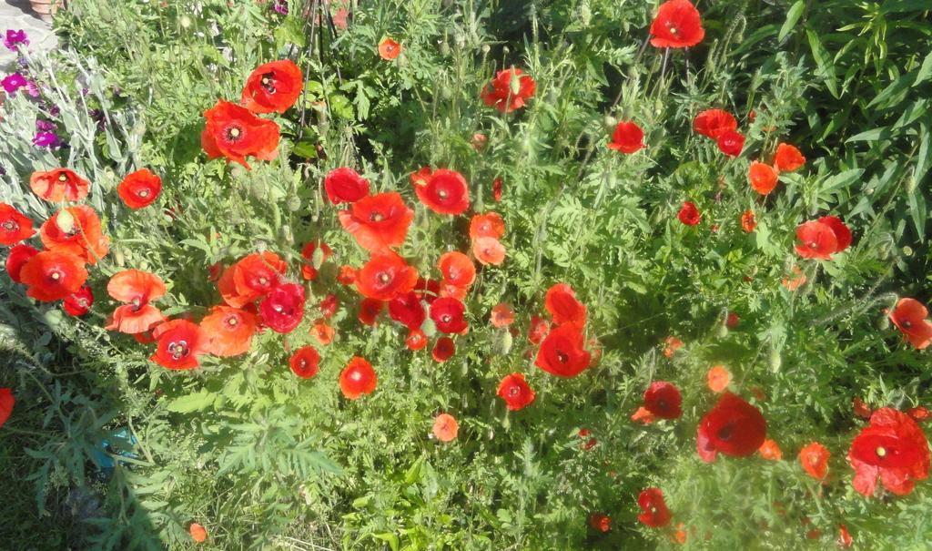 Ruhige Wohnung Mit Schoenem Eigengarten In Seeboden Am Millstaettersee Extérieur photo